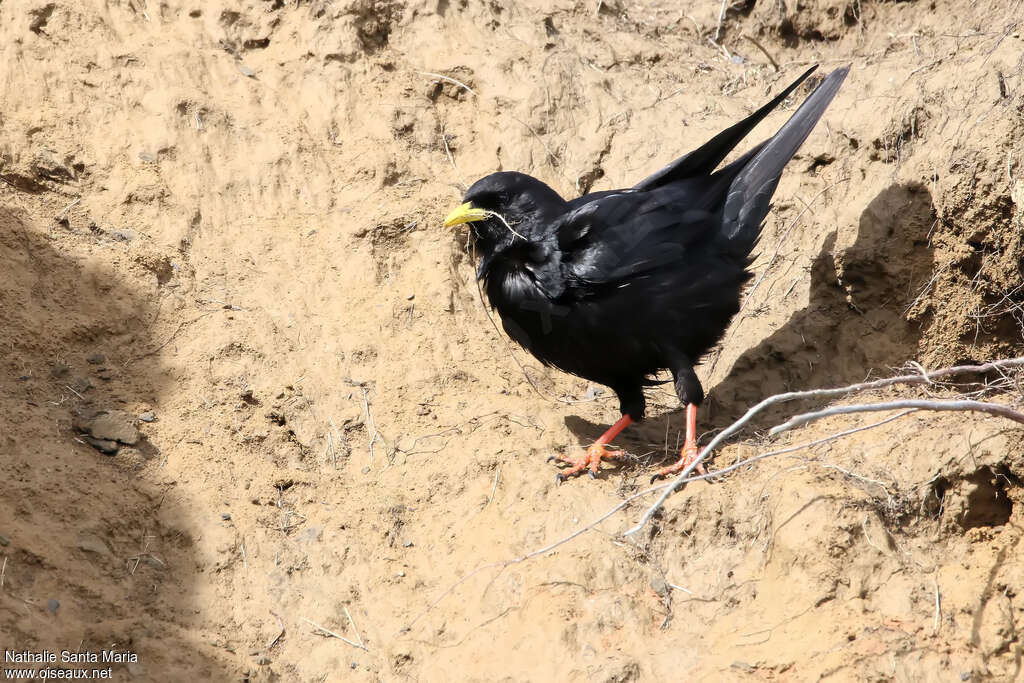 Alpine Choughadult, Reproduction-nesting