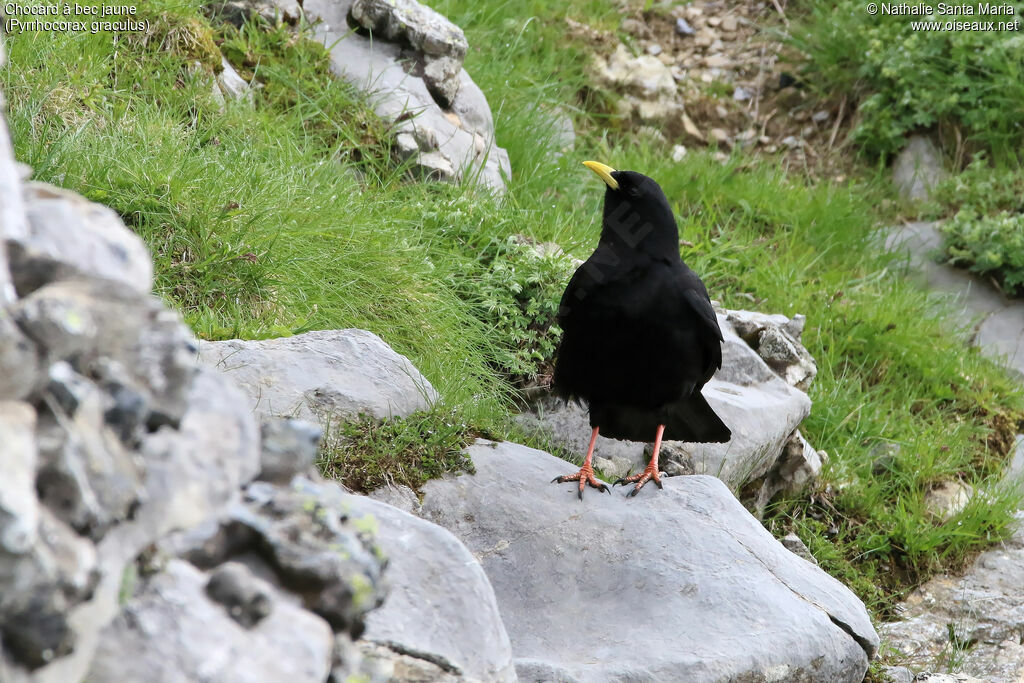 Alpine Choughadult, habitat