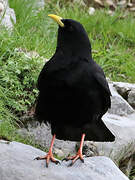 Alpine Chough