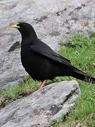 Alpine Chough