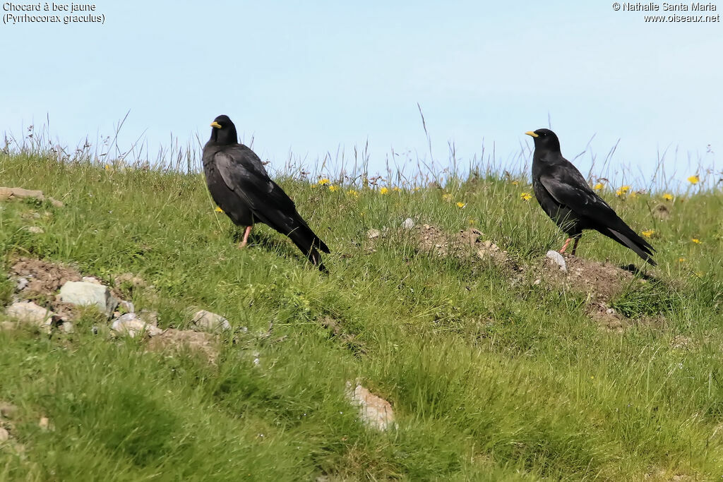 Chocard à bec jauneadulte, habitat