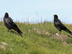 Alpine Chough