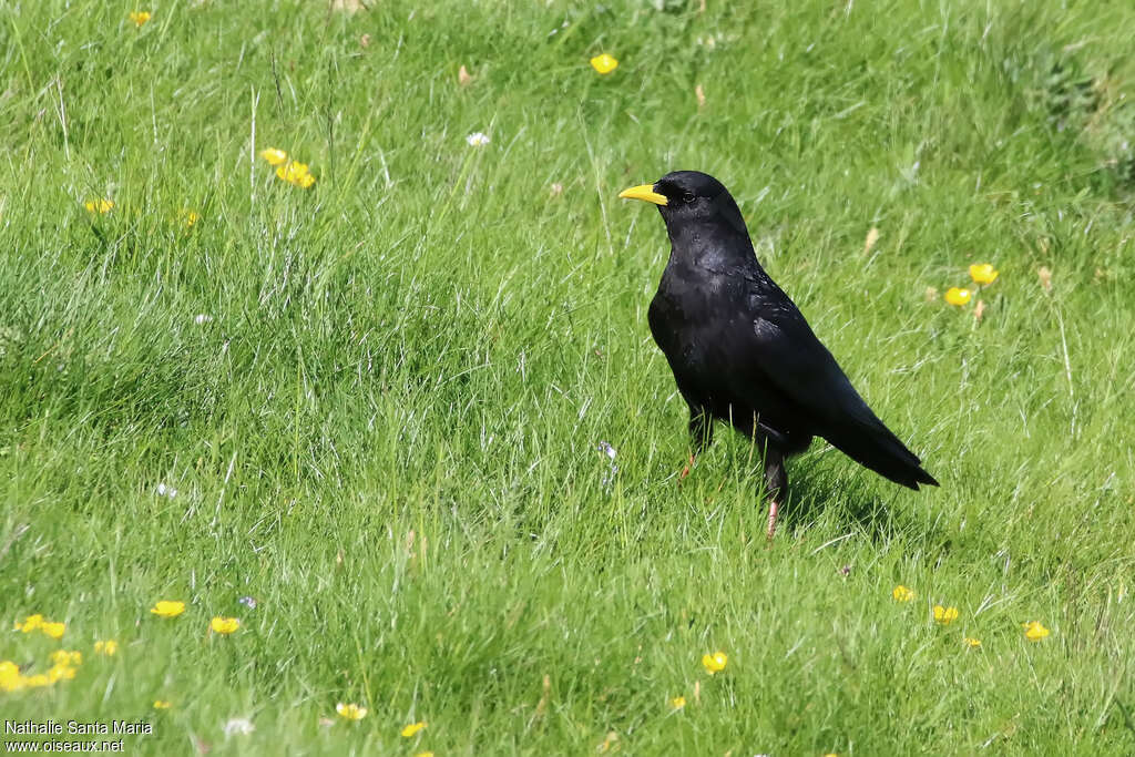 Chocard à bec jauneadulte, identification