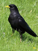 Alpine Chough