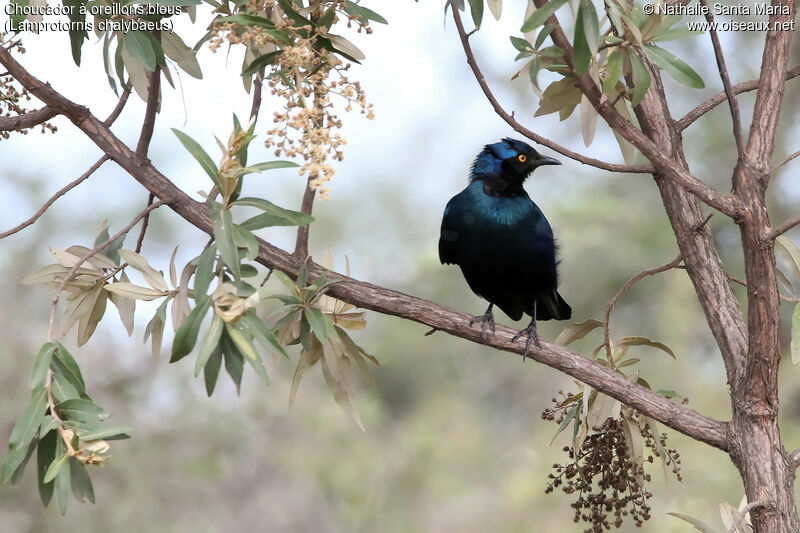 Choucador à oreillons bleusadulte, identification, habitat