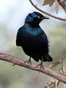 Greater Blue-eared Starling