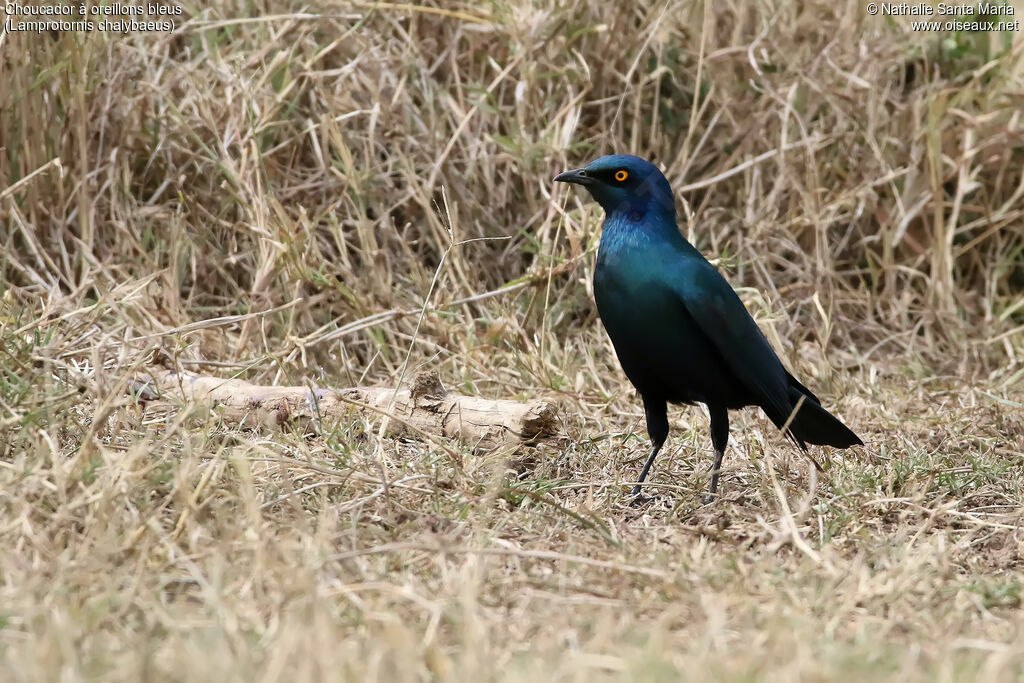 Greater Blue-eared Starlingadult, identification, habitat