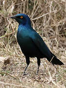 Greater Blue-eared Starling