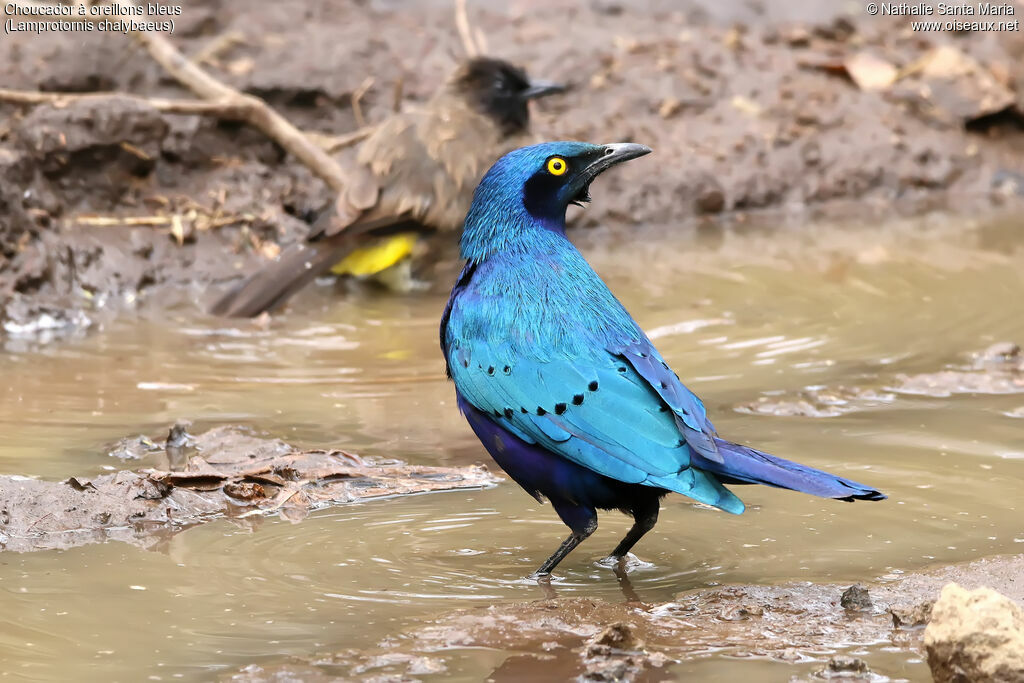 Greater Blue-eared Starlingadult, identification