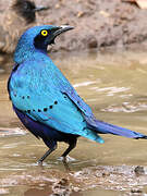 Greater Blue-eared Starling