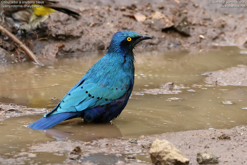 Greater Blue-eared Starlingadult, identification, habitat, care