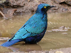 Greater Blue-eared Starling