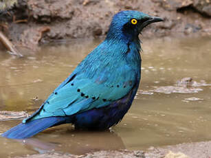 Choucador à oreillons bleus