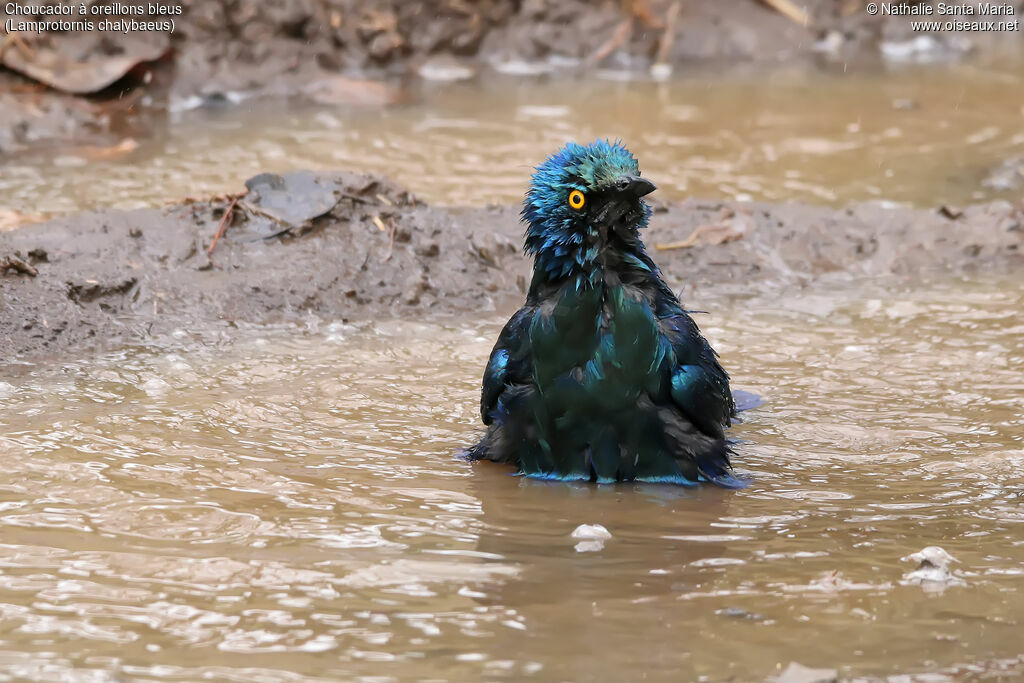 Greater Blue-eared Starlingadult, identification, care