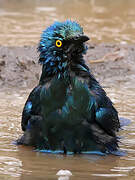 Greater Blue-eared Starling