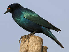 Greater Blue-eared Starling