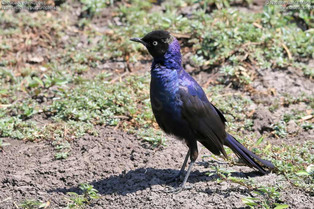 Rüppell's Starlingadult, identification, habitat