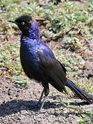 Rüppell's Starling