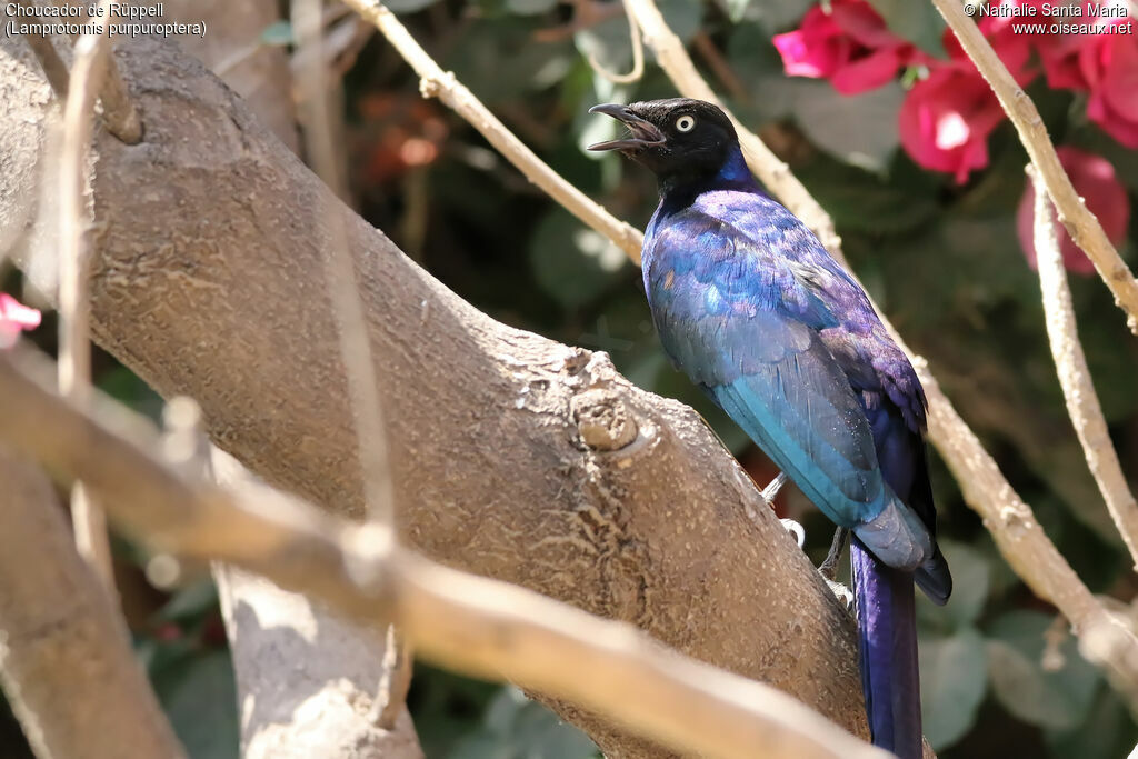 Rüppell's Starlingadult, identification, habitat, song