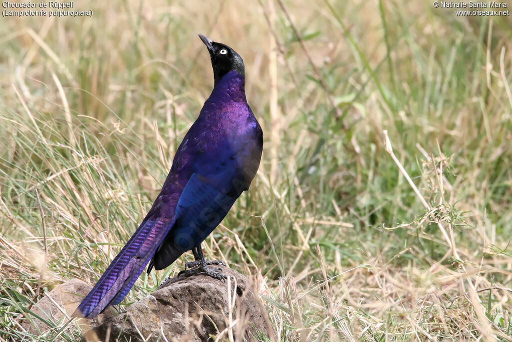 Rüppell's Starlingadult, identification, habitat, Behaviour