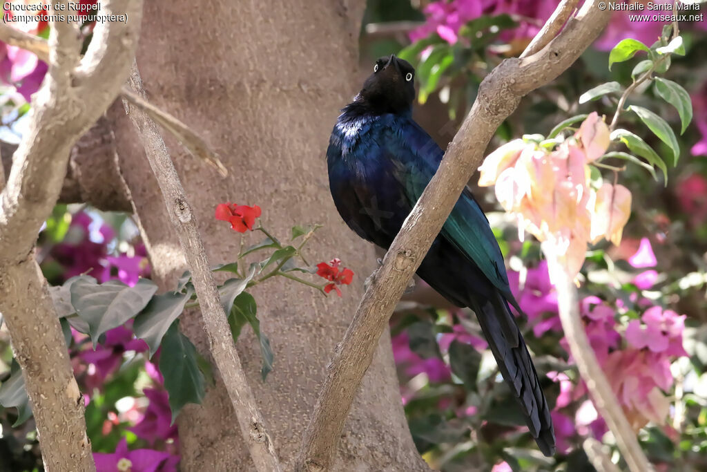 Rüppell's Starlingadult, identification, habitat