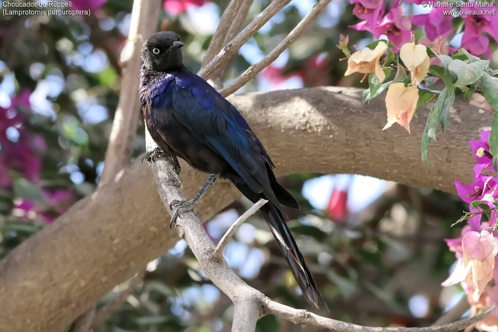 Rüppell's Starlingadult, identification, habitat