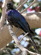 Rüppell's Starling