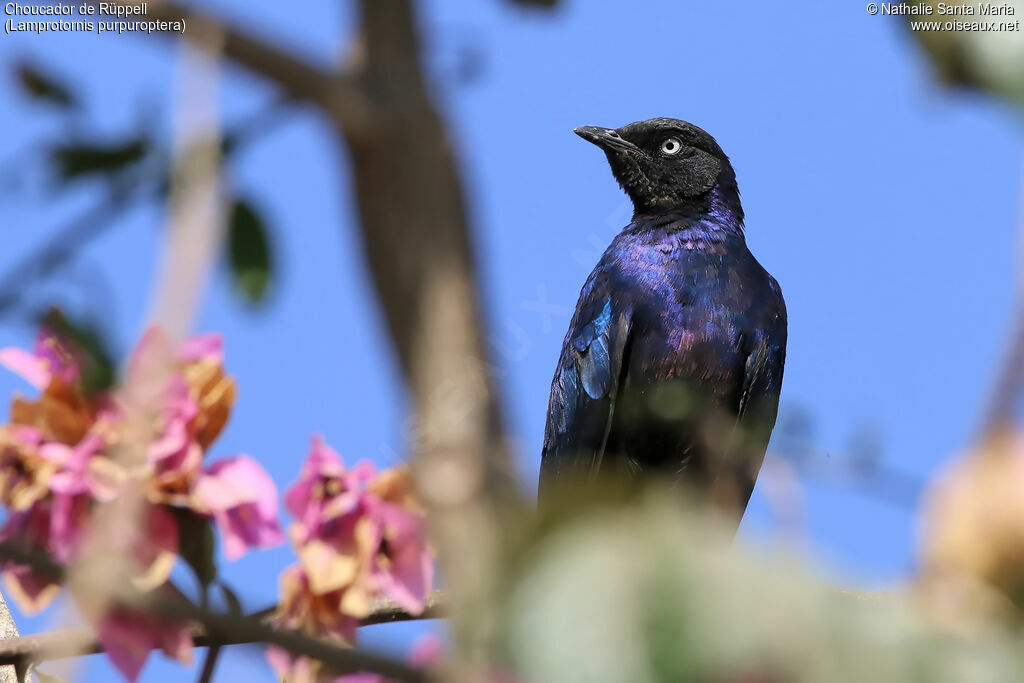 Rüppell's Starlingadult, identification, habitat