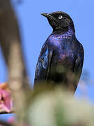 Rüppell's Starling