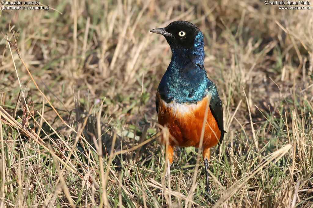 Superb Starlingadult breeding, identification, habitat, Behaviour