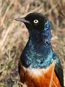 Superb Starling