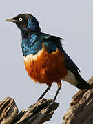 Superb Starling