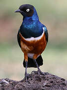 Superb Starling