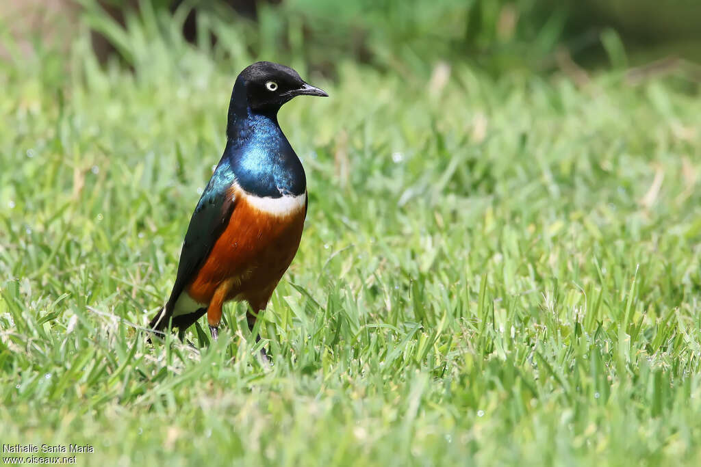 Superb Starlingadult, habitat, pigmentation