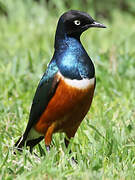 Superb Starling