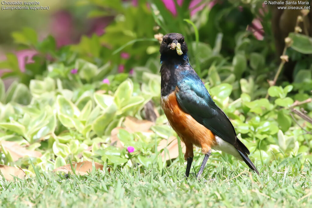 Superb Starlingjuvenile, identification, habitat, feeding habits, eats