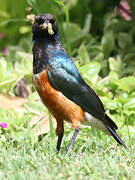 Superb Starling