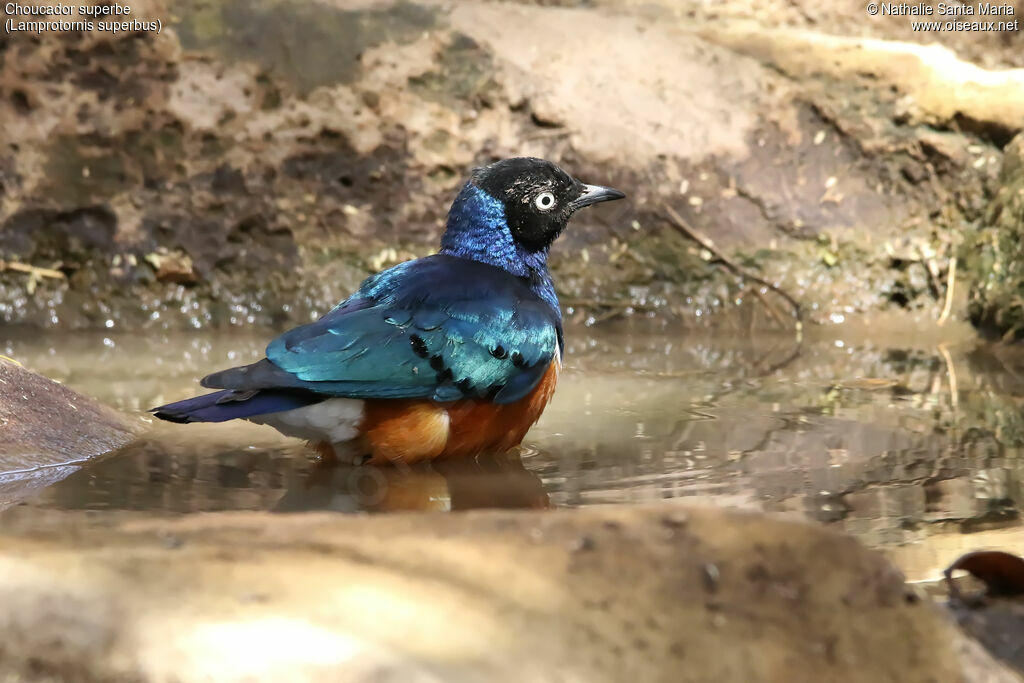 Superb Starlingadult, identification, habitat