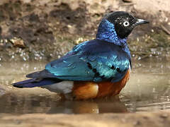 Superb Starling