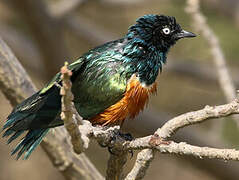 Superb Starling