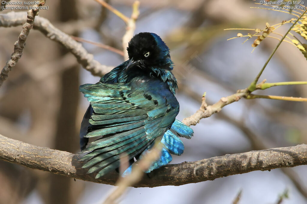 Superb Starlingadult, identification, care