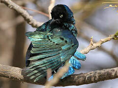 Superb Starling