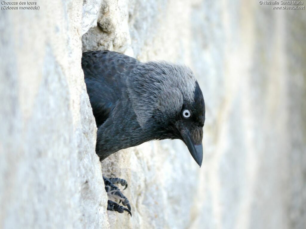 Choucas des toursadulte, identification, Nidification