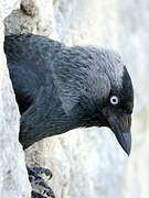 Western Jackdaw