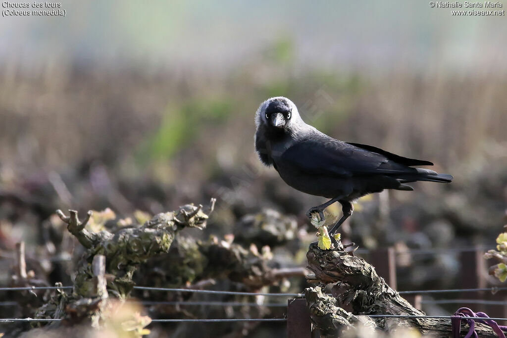 Western Jackdawadult, identification, habitat, fishing/hunting, Behaviour