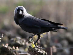 Western Jackdaw