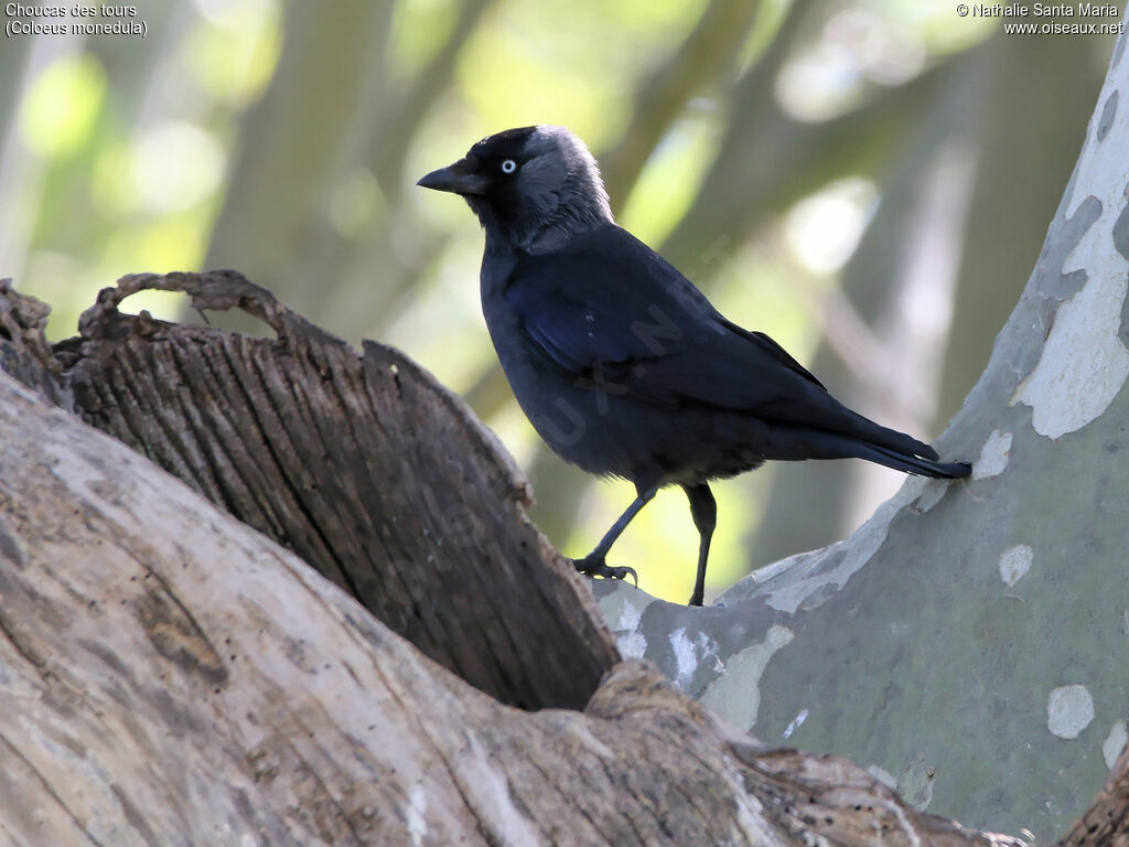 Western Jackdawadult, identification, habitat, Behaviour