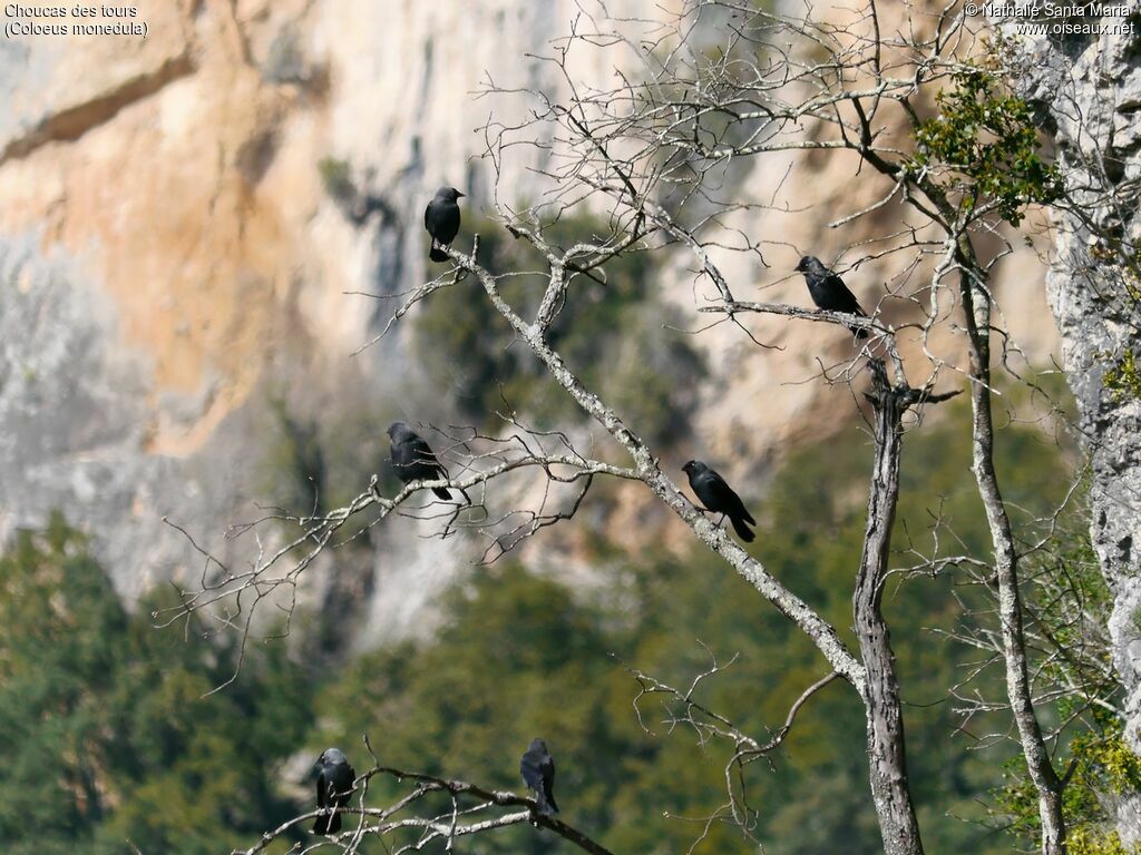 Choucas des toursadulte, habitat, Comportement