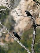 Western Jackdaw