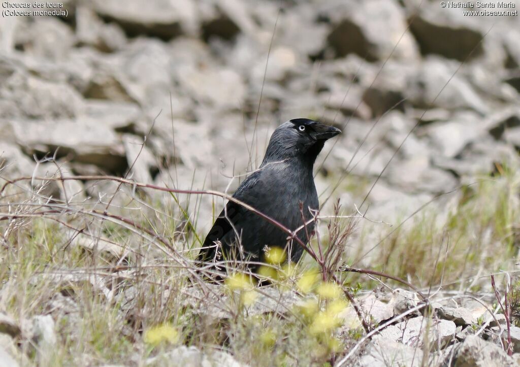 Western Jackdawadult, identification, habitat, Behaviour